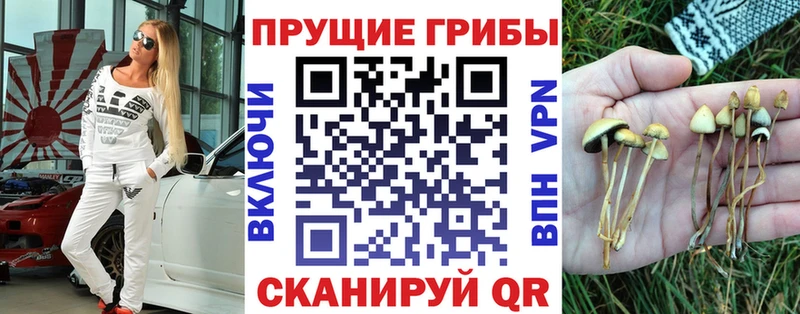 Псилоцибиновые грибы Cubensis  OMG tor  Дмитровск 